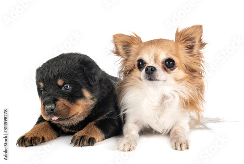 puppy rottweiler and chihuahua