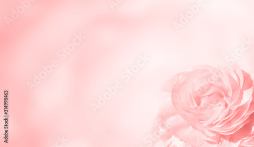 Banner with pink rose