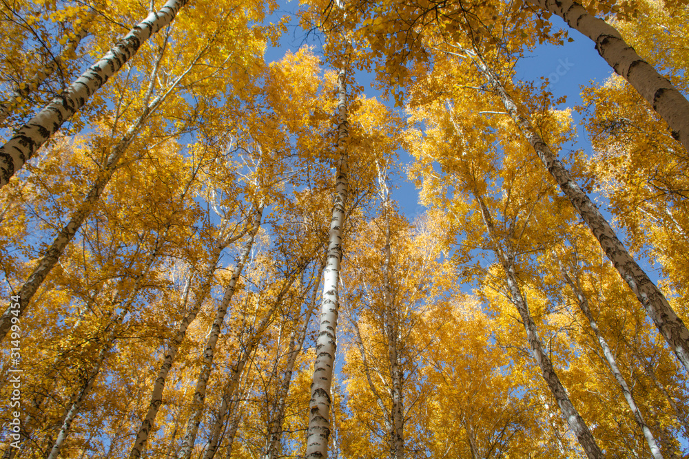autumn birch forest covered with yellow gold leaves against the blue sky autumn birch forest covered with yellow gold leaves against the blue sky