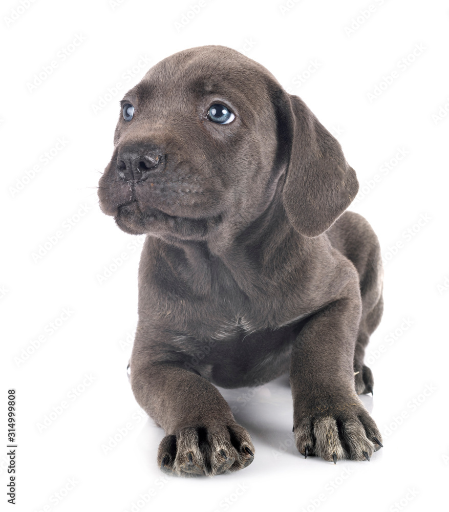 Obraz premium puppy cane corso