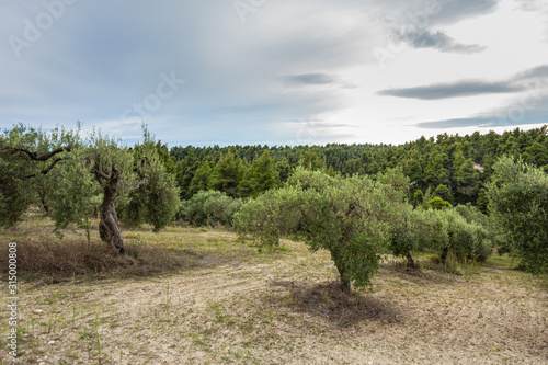 Plantation of olive trees growing outdoor in Greece. Horizontal color photography.