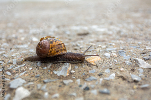 Closeup view of big brown snail walking slowly outdoor in garden. Horizontal color photography.