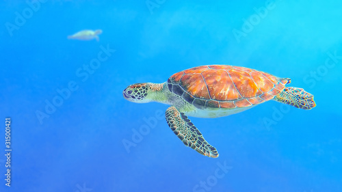 Green turtle swimming in blue sea