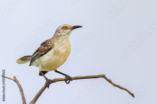 Bild auf Leinwand Tropical mockingbird sitting on branch
