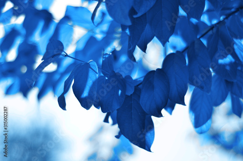  Pattern of the leaves of plants. Color of the year 2020 Classic Blue. - Image