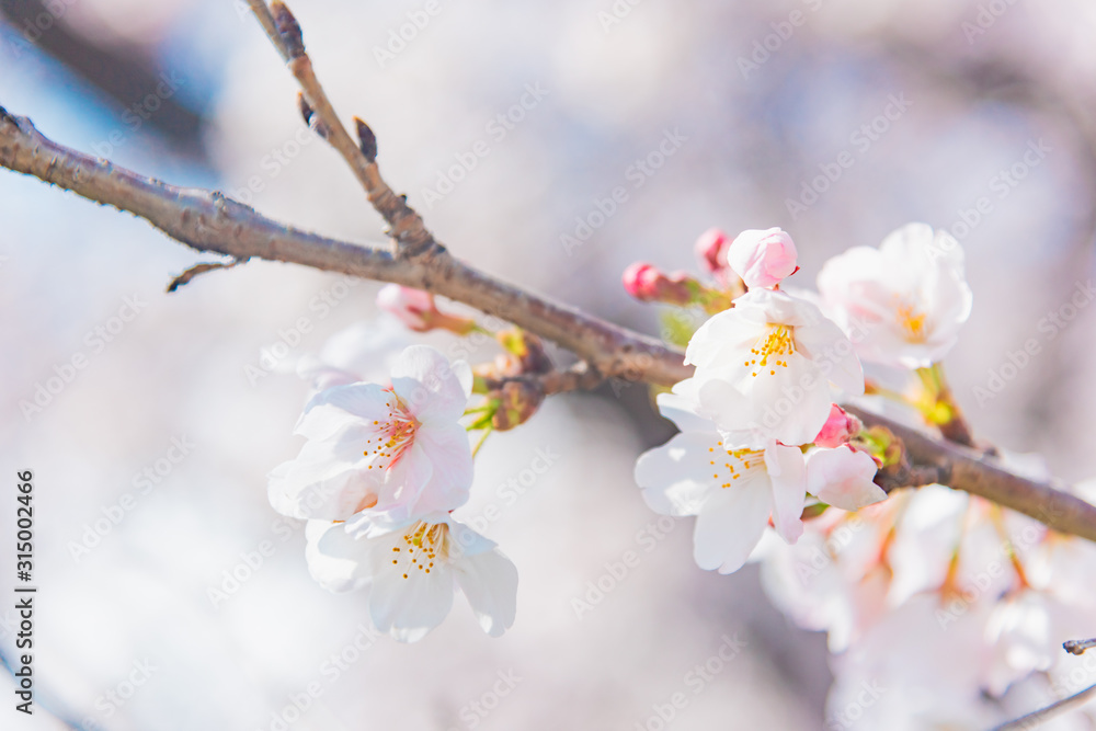 満開の桜　晴天