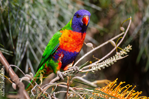 Rainbow Lorikeet (Trichoglossus moluccanus) native parrot of eastern Australia, sitting on a tree branch