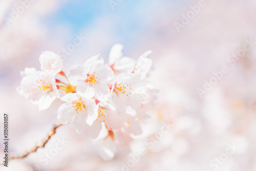 満開の桜 晴天