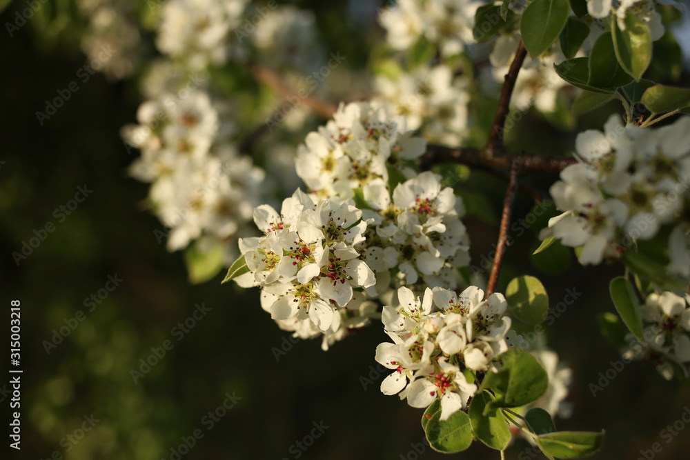 The fragrant flowers of a blooming wild pear in the sunlight.