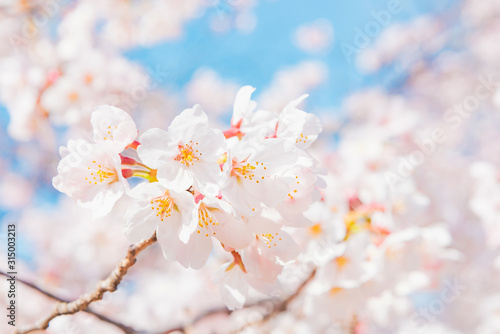 満開の桜 晴天