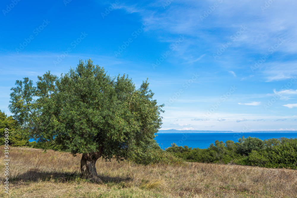 Old Large Olive Tree Growing In Nature With Bright Blue Sky Stock
