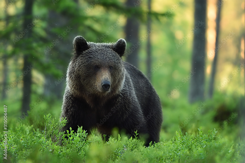 brown bear in forest scenery at summer brown bear in forest scenery at summer