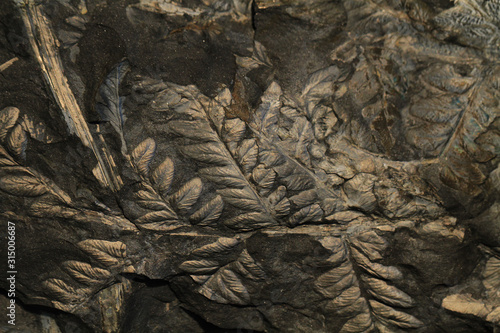 fern plant fossil photo