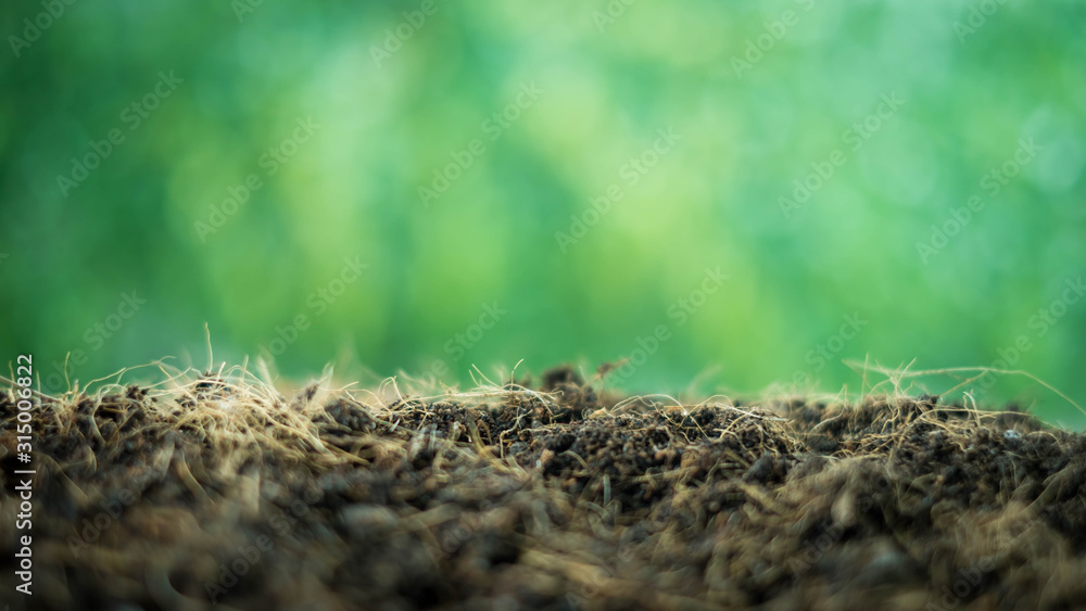 Fototapeta premium blurred ground and green nature background. environment concept.Ecology concept.