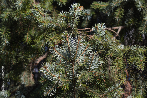Serbian spruce