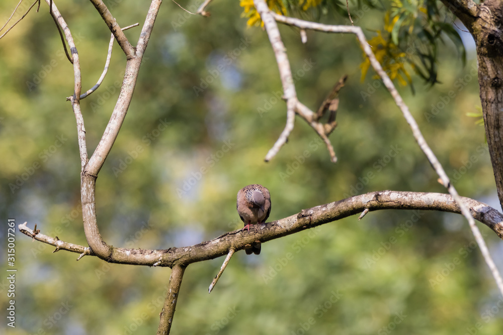 Spotted Dove (Spilopelia chinensis) in malaysia Spotted Dove (Spilopelia chinensis) in malaysia