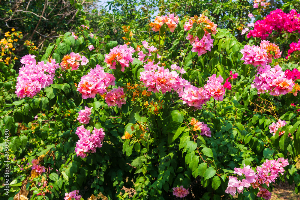 The Colorful Flowers On Sunny The Colorful Flowers On Sunny