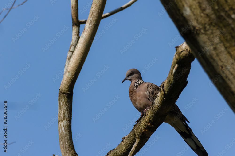Spotted Dove (Spilopelia chinensis) in malaysia Spotted Dove (Spilopelia chinensis) in malaysia