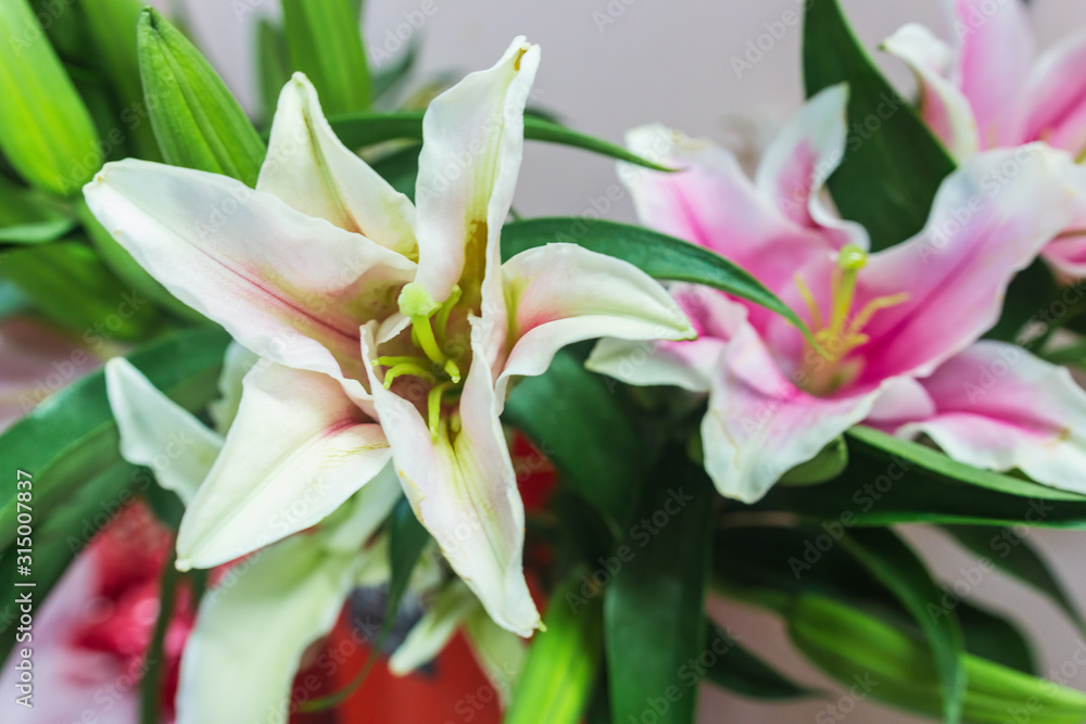 Obraz premium Dendrobium Orchid