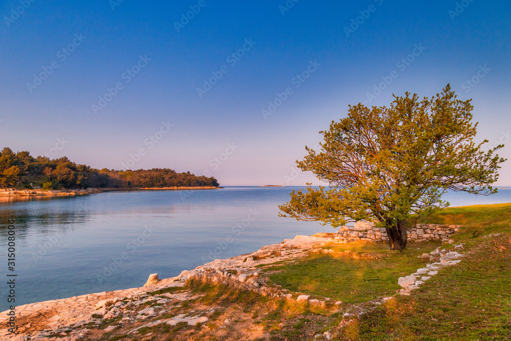 Green lagoon sea bay in Porec, a tree in foreground, Croatia - Istria, Europe. Green lagoon sea bay in Porec, a tree in foreground, Croatia - Istria, Europe.