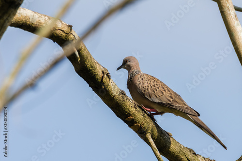 Spotted Dove (Spilopelia chinensis) in malaysia