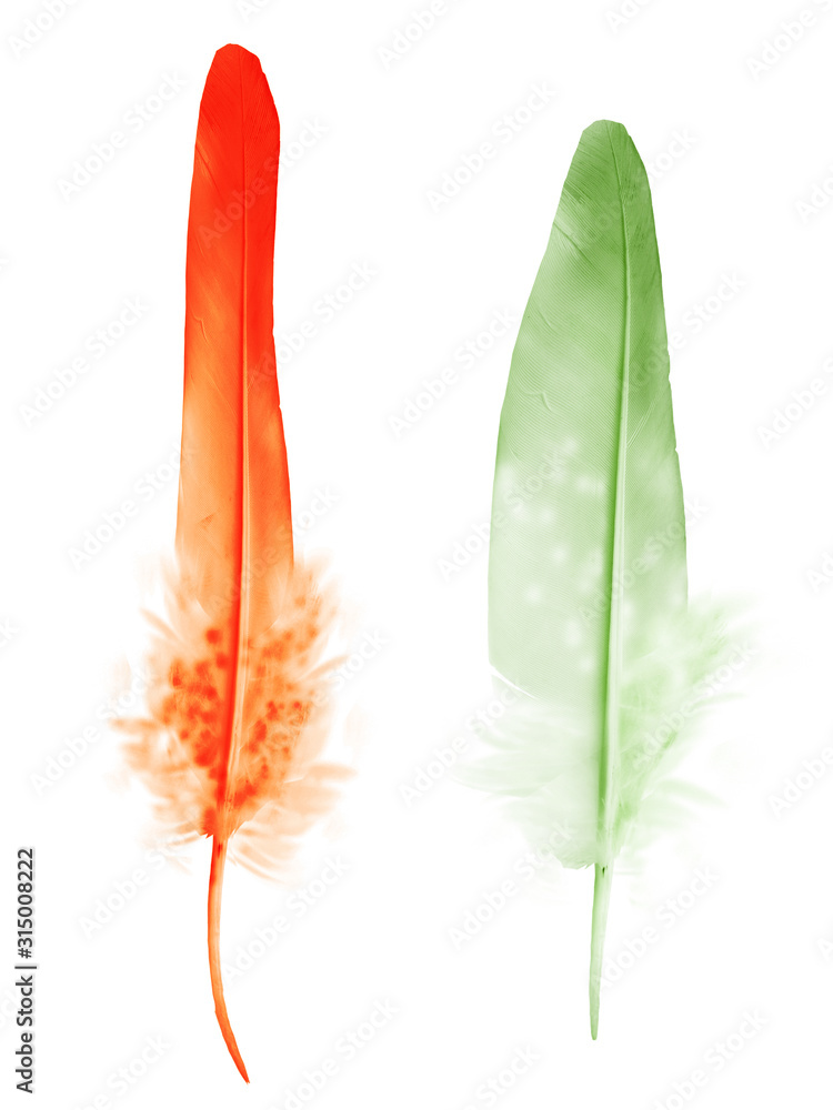 Beautiful color feather isolated on white background Beautiful color feather isolated on white background