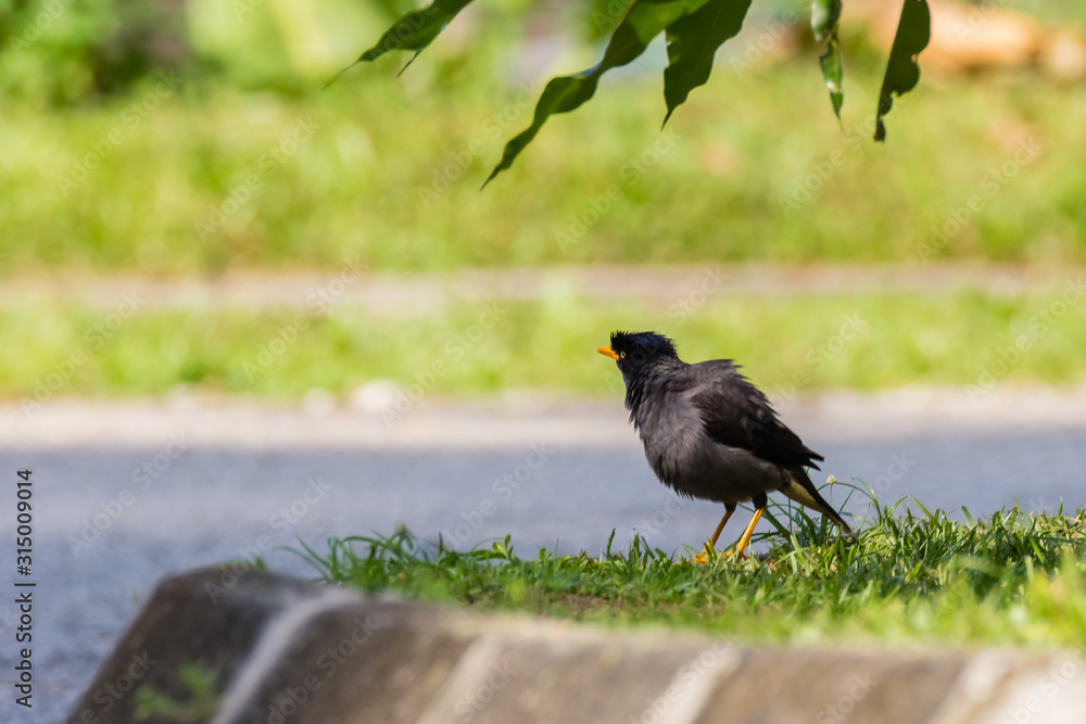 Obraz premium Common Myna (Acridotheres tristis tristis) in nature