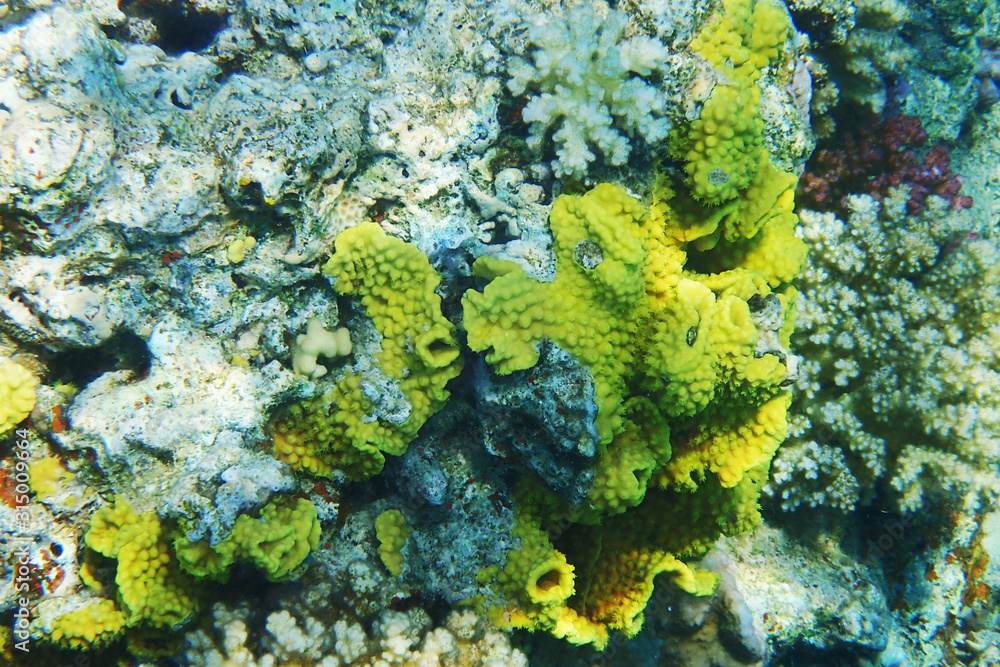 Obraz premium coral natural texture