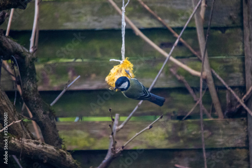 garden birds in winter les oiseux du jardin