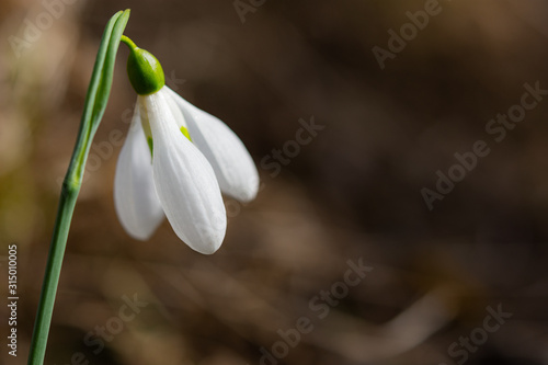 White snowdrops in the forest close-up