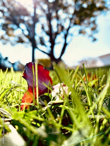 Close up of fallen leaf on the grass 