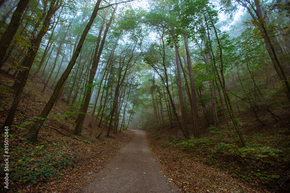 Obraz premium misty green forest 