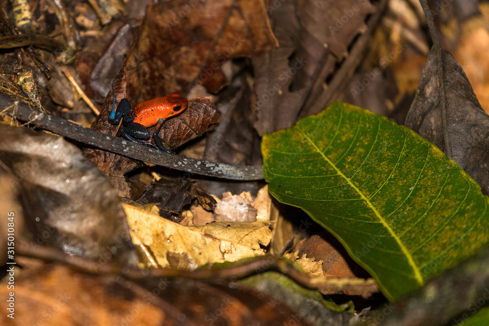 Stockfoto Blue jeans frog (Oophaga pumilio) on dead leaves in the  rainforest of Costa Rica | Adobe Stock