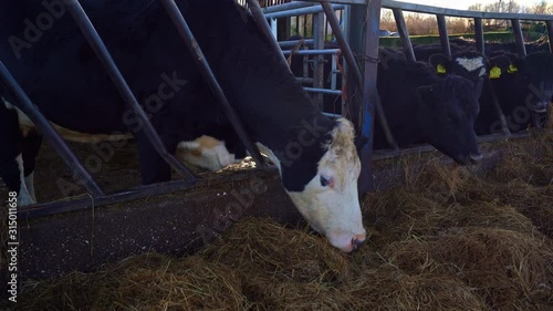 Close up of Holstein Friesian Dairy Cows eating hay on the farm, dairy farming in the UK, feeding time, Lower Newton Farm located in Tean, Stoke on Trent, Staffordshire, the potteries and midlands photo