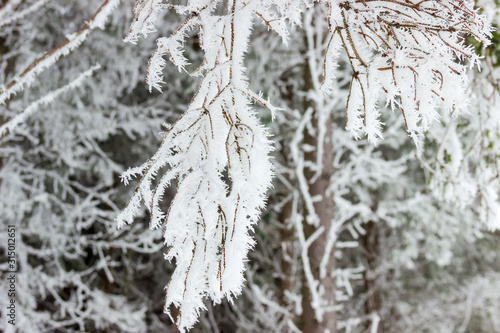 Hoarfrost on the spruce branch against other trees, background
