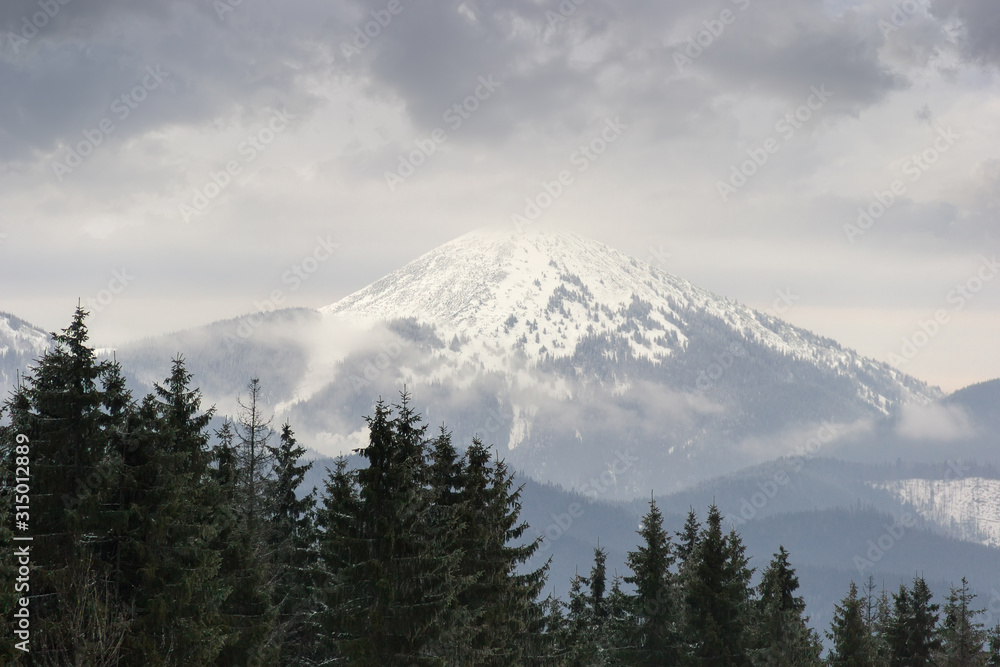 Snow covered mountain top in Carpathians with spruces in foreground