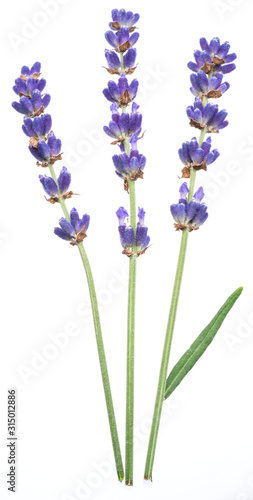 Lavandula or lavender flowers on white background.