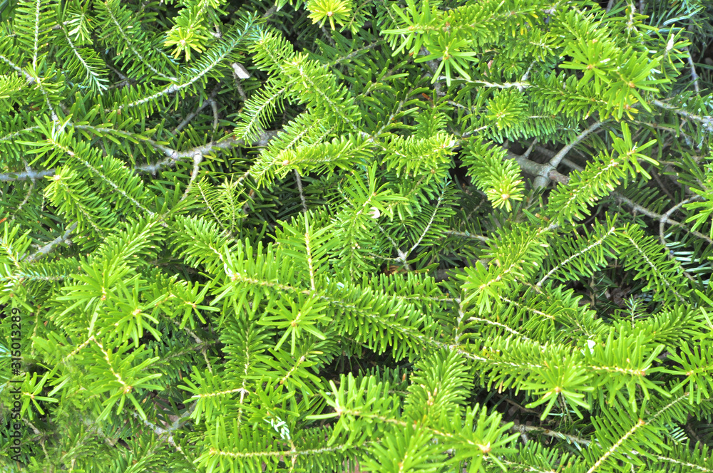 green background of fir branches green background of fir branches