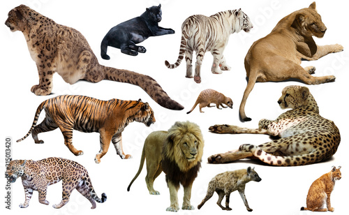 Set of wild mammals isolated over white