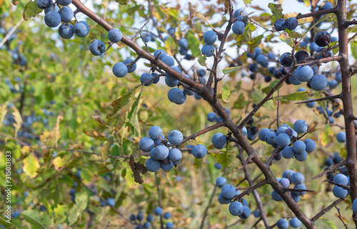 Wild plant prunus spinosa also called blackthorn closeup with blue round fruits at fall season