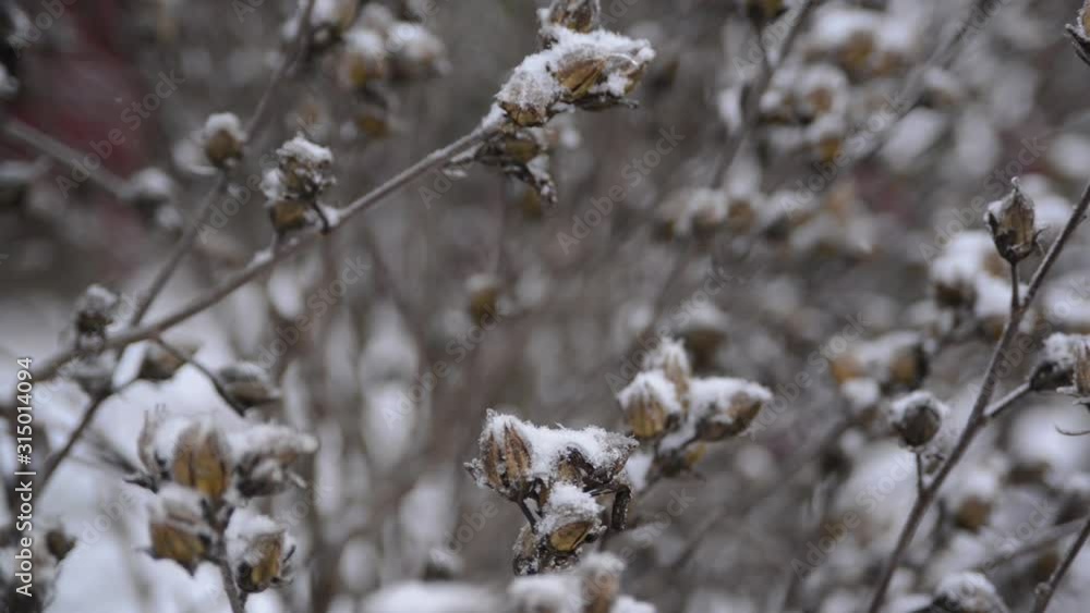 Branches of bushes covered with ice during snow fall. Winter snowy weather, cold morning time. First snow. Branches of bushes covered with ice during snow fall. Winter snowy weather, cold morning time. First snow.
