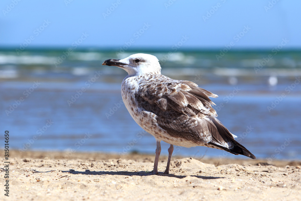 Obraz premium Beautiful young seagull