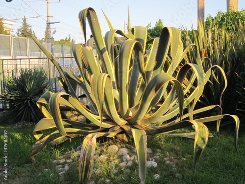 flora and parks of Sochi