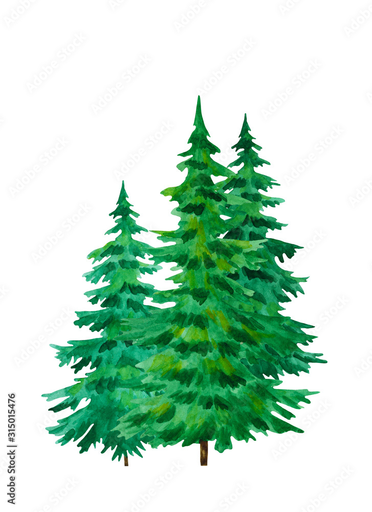 Picture of a spruce hand painted in watercolor isolated on a white background. Realistic watercolor conifer tree. Picture of a spruce hand painted in watercolor isolated on a white background. Realistic watercolor conifer tree.
