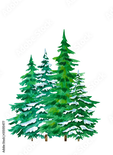 Picture of a spruce hand painted in watercolor isolated on a white background. Realistic watercolor conifer tree.