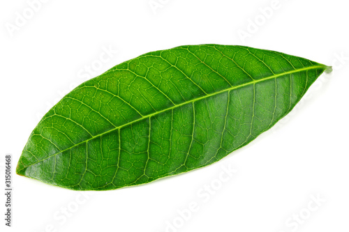 sihgle mango green leaf isolated on white background.