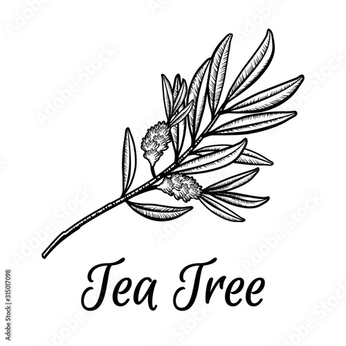 Tea tree branch with flowers and leaves. Malaleuca or tea tree engraved design composition. Vintage vector hand drawn line illustration for use in web design, print or other visual area.