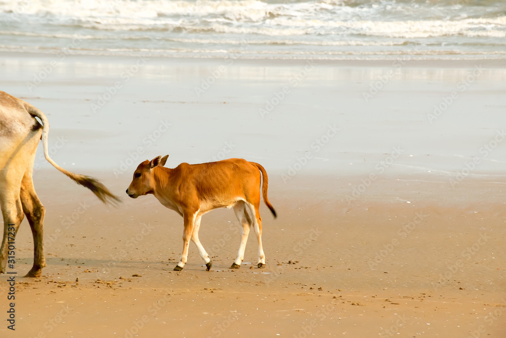 A Baby cow calf walking on the beach .One domestic animal in nature theme.  Animals in the wild background. Goa India South Asia Pac Stock Photo |  Adobe Stock