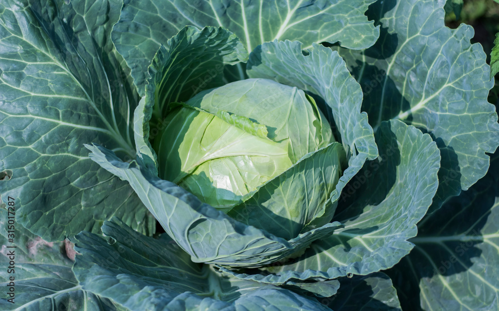 Fototapeta premium close-up of fresh white cabbage in the garden