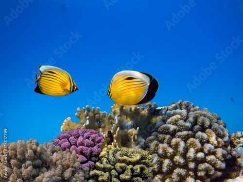 Red sea coral reef with hard corals